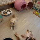 예쁜 애견 미용 네이버블로그