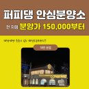 대전고양이분양 퍼피댕 캣 안심분양소 둔산점 이미지