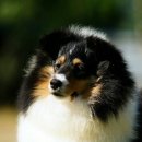 골든베릴셀티 이미지