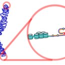 텔로미어(Telomere) 이미지