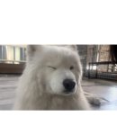 도랏냥