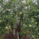 와촌농장 이미지