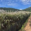 고인돌 | [고창 고인돌 유적지] 찾아가는 길, 방문후기