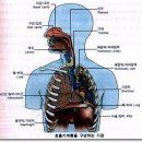 인체의 호흡기관과 복식호흡 혹은 횡격막호흡의 원리 이미지