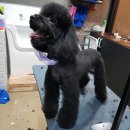 쌍군그루밍 이미지