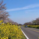 가시리 유채꽃길 이미지