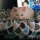 꿈이송송