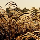 가을이네 이미지