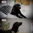 빼로(perro) 네이버블로그