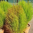 경기도 연천 임진강댑싸리정원/전곡시장/재인폭포 ('25.10.11) - 1 이미지