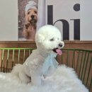 지에스(GS)25 대구수성해링턴점 | 대구 수성구애견미용 비숑미용 '앙블랑'