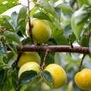 순천-13호 이미지