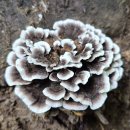 길 | 장군봉과 둘레길 산행후기