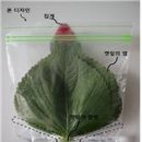 싱싱반점 이미지