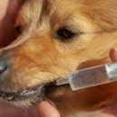 지음동물의료센터 이미지