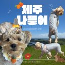 성정유치원 | 제주도 여행 다녀온 이야기, 강아지 비행기 후기, 제주도 강아지 산책 코스 추천, 개모차, 준비물...