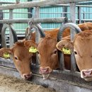 종해농장 이미지