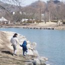 임실덕천리가침박달군락 이미지