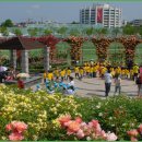 조선대(장미원) 이미지