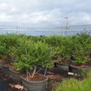 바보농장 이미지