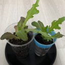 상추집 | 상추 모종, 대파 모종 집에서 키우기 (한달 후기)