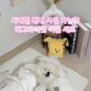 강아지 이불 추천 사계절 가능한 허그마이펫 사용 후기