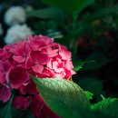 까멜리아 이미지