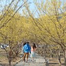 산수유꽃길로 이미지