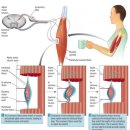 immobilization에 의한 문제 해결을 위한 의학적 스트레칭과 연부조직 이완의 원리- 대박자료 이미지