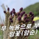 [소나무 활용 법] 나무 녹용을 아시나요? 잘못 사용 하시면 독약이 됩니다. 이미지