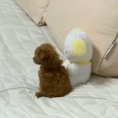 옥수수 펫샵 | [강릉] 늦여름 1박 2일 강릉 나들이(경포동해횟집, 오버웨잇 옥수수타르트)