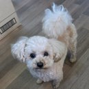 동물보육원 이미지