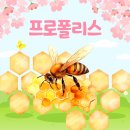 맹맹이농장 | 봄철 면역력 지킴이 프로폴리스 효과 3개월 복용 후기