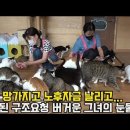 [광양길고양이친구들] 160마리 고양이 강아지 함께 돌보는 친자매 보다 더 끈끈한 60대 그녀들의 우정 이미지