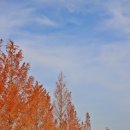 가로수길 이미지