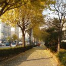 단풍약국 이미지