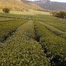 별서정원 이미지