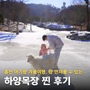 양대목장 | 하양목장 홍천 아이랑 겨울 가볼만한 곳 양떼목장 입장료, 할인 꿀팁