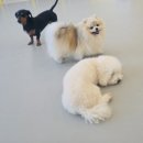 플레이독(애견유치원&호텔) | 시흥시 배곧 애견유치원추천~[플레이독]