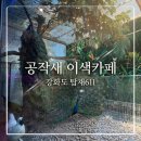 [아이와 가볼 만한 곳] 강화도 탑재611 후기! 공작새가 있는 이색 카페