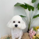 댕그리 펫 살롱 이미지