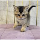 도그마루 천안지점 이미지