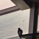 오대산비로봉식당 이미지