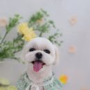 가람애견전문미용실 이미지