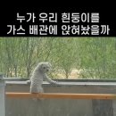 흰둥이 이미지