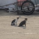 선미네집