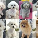 애견미용 이미지
