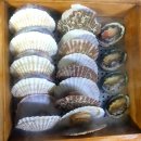 흥왕목장 | 대관령편백나무찜 해산물 가득 완전 맛있게 먹고 왔어용!