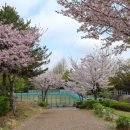 서호꽃뫼 이미지