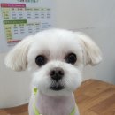 이쁜포리 이미지